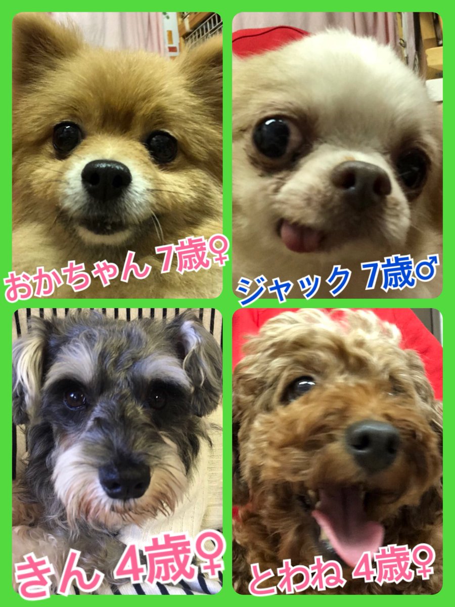 🐾今日の里親様募集中ワンコ🐶メンバーです🐾2018,11,18